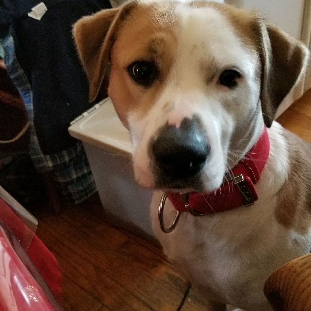 Meet your Posher, Carmen